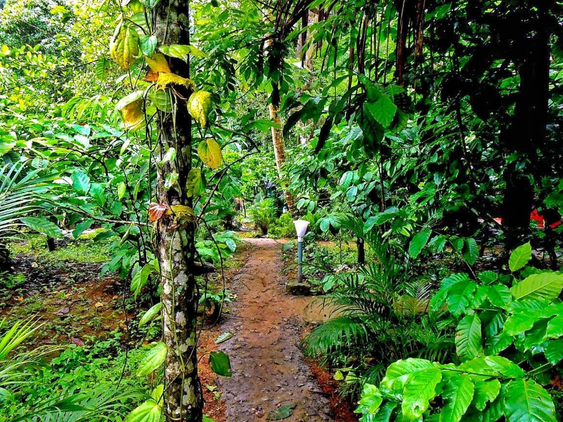 Wooden Cottages Glen Wayanad Meppādi Exterior foto